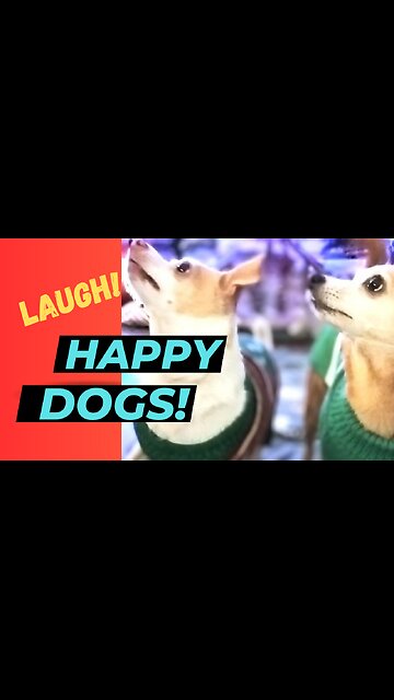 Happy Dogs!