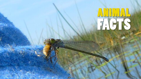 The Incredible Dragonfly | Nature’s Aerial Acrobat