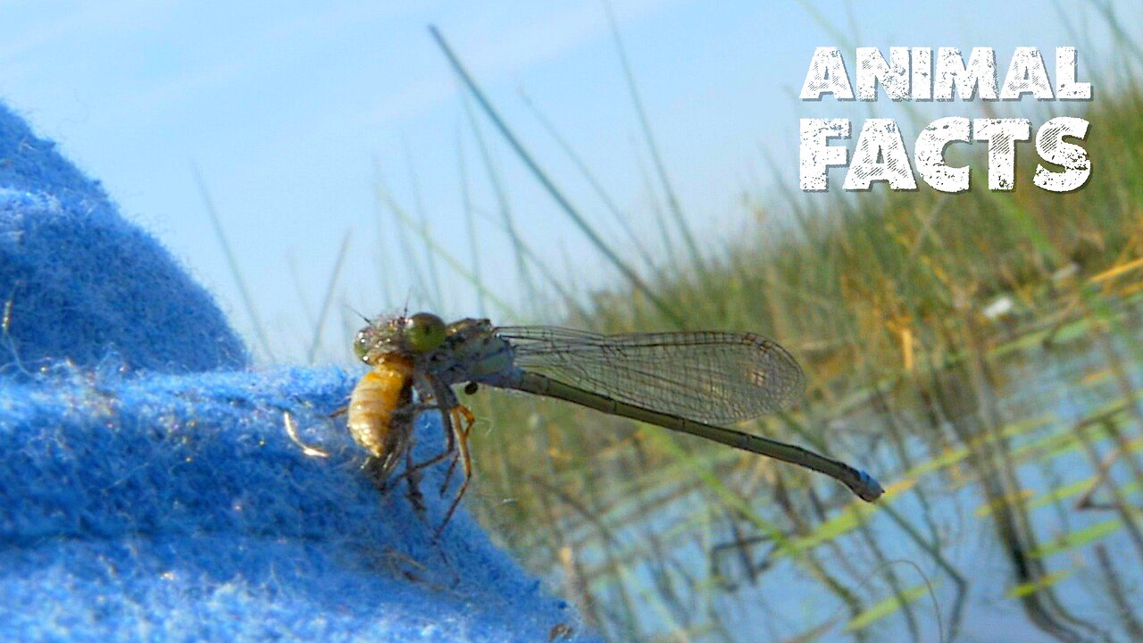 The Incredible Dragonfly | Nature’s Aerial Acrobat