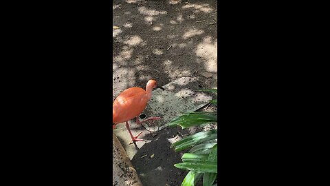 scarlet ibises 🦩 & Laysan ducks 🦆 #scarletibises #shorts #viral #trending #laysanducks