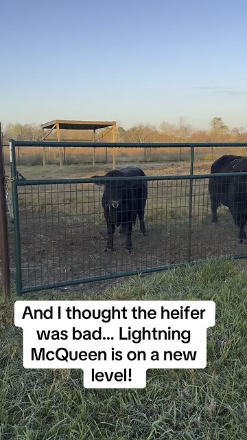 This bull is a playful turd