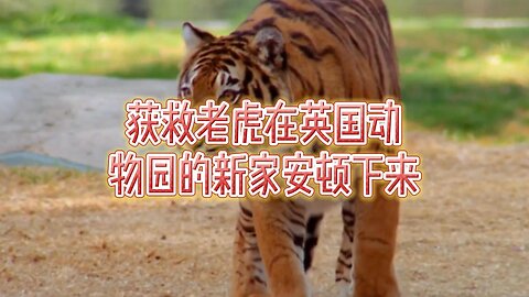 获救老虎在英国动物园的新家安顿下来