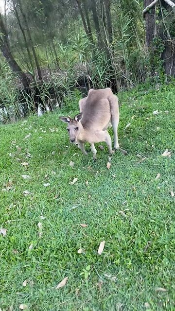 Kangaroo diaries only in Australia 🇦🇺