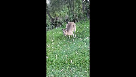 Kangaroo diaries only in Australia 🇦🇺