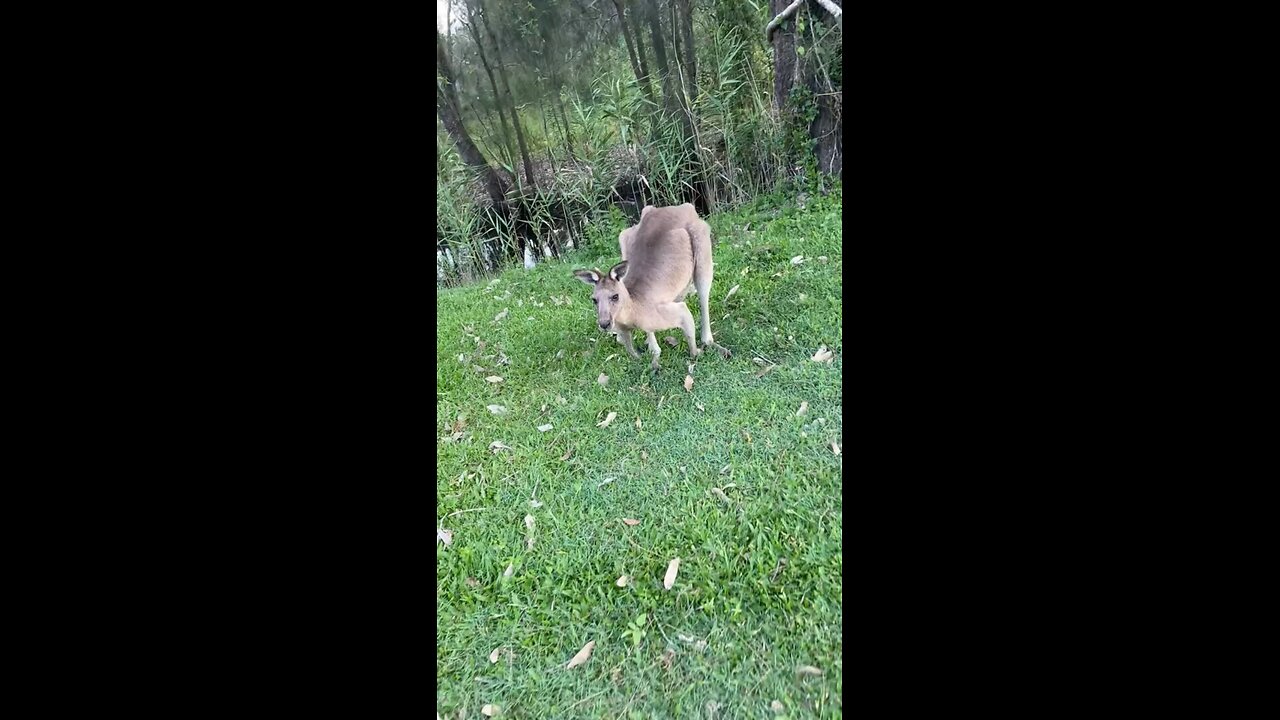 Kangaroo diaries only in Australia 🇦🇺