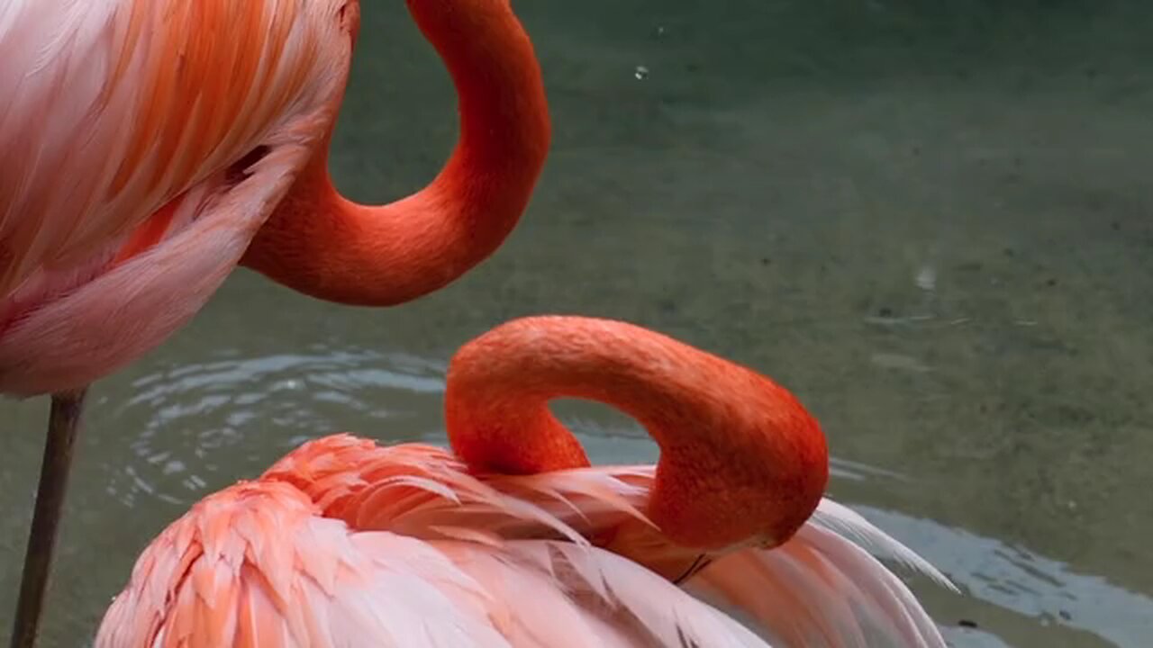 flamingo