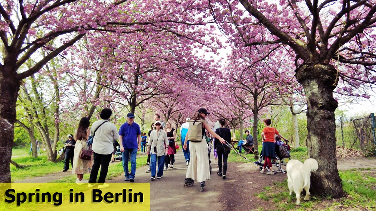[4K🇩🇪] Cherry Blossom Spring Walk in Berlin