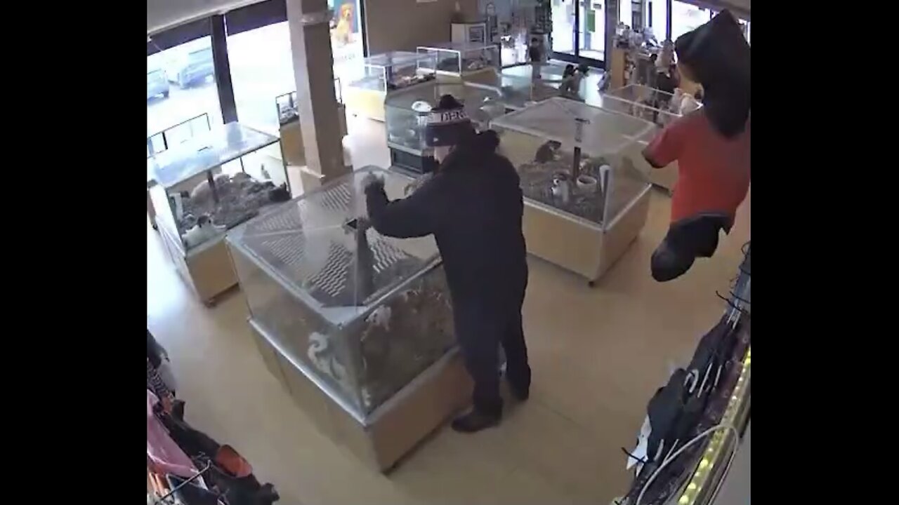 THIEVES STEAL EXPENSIVE PUPPIES🐶🧟‍♂️🐶📸FROM PET STORE IN DENVER🐶🏪🚷💫