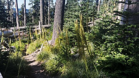 (4K UHD) HIKING HIGHLIGHTS Paradise Park Trail 778 to Zigzag Mountain Junction Mount Hood Wilderness
