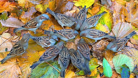 House Sparrows Looking for Rice Amongst Fallen Leaves