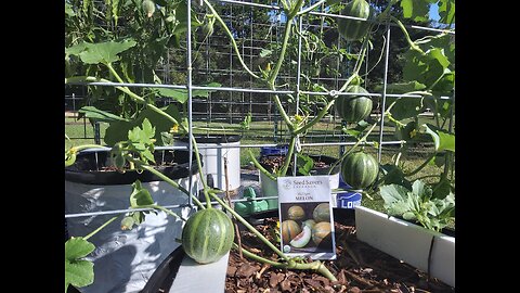 October Cantaloupes Southern Mississippi 10/3/25
