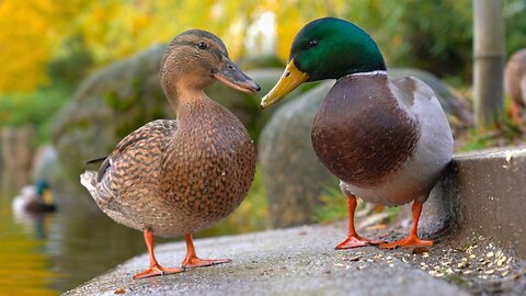 Mallard Ducks Hens and Drakes Eating Oats on the Steps