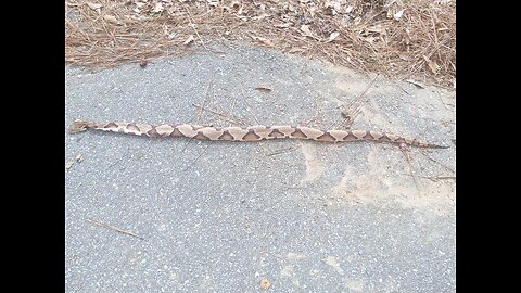 Copperhead Snake 37 Inches Long 10/20/25