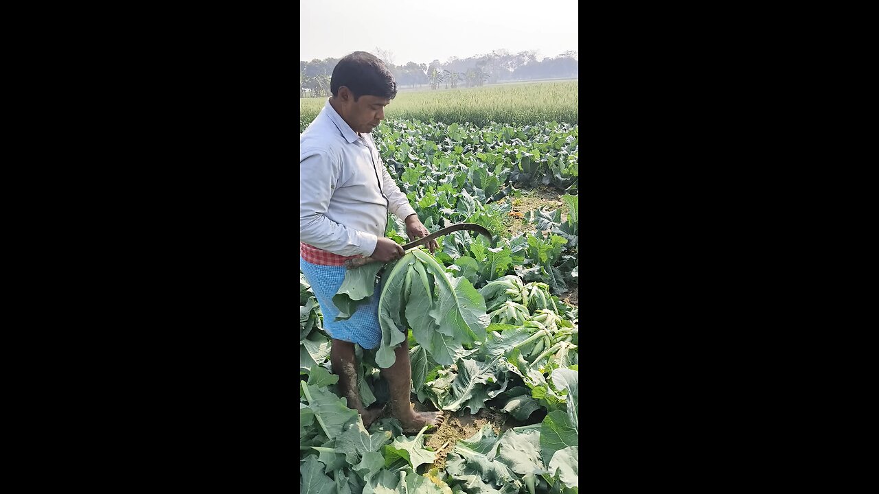 Cauliflower cutting Expart 🥦🥦🥦