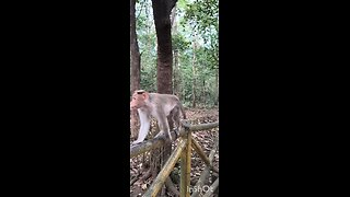 #2 MONKEY BUSINESS #truth #jesus #mary #joseph #ihs #christ #church #bible #christian #saints #trin