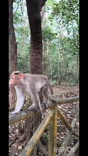 #2 MONKEY BUSINESS #truth #jesus #mary #joseph #ihs #christ #church #bible #christian #saints #trin