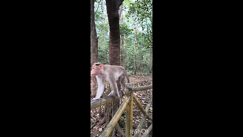 #2 MONKEY BUSINESS #truth #jesus #mary #joseph #ihs #christ #church #bible #christian #saints #trin