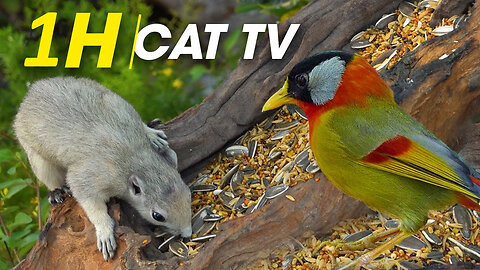 Best For Cats: Mesmerizing Bird Videos Tailored For Curious Cats - Videos For Cats