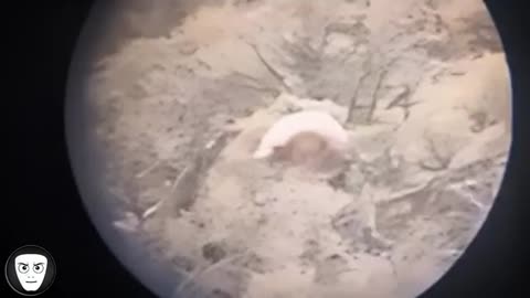 30 SCARIEST creature encounters caught