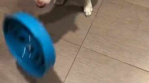 Small Bite