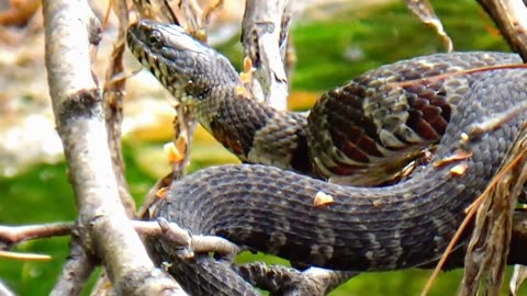 Water Snake