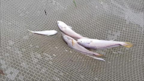 A very alive poa fish