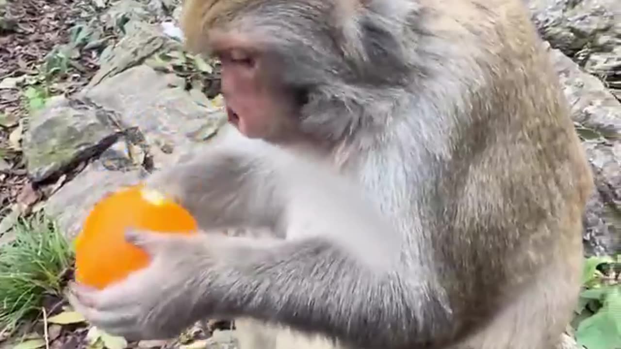 thanks monkey brother for helping 😃