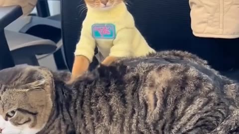 The funniest cat massage session ever! 😂 Watch till the end!