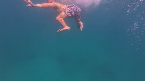 Swimming With a Whale Shark