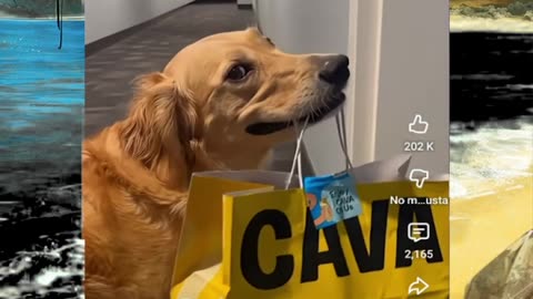 Just shorts videos - Follow 😜😋!!!!!!!