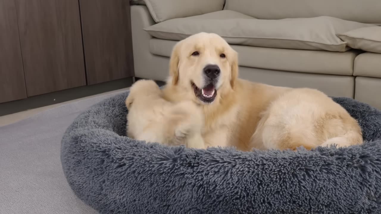 Golden Retriever Puppy Steals Dad's Bed| Funny Dog Reaction