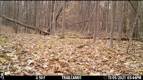 Michigan Trail Camera Red Tail Hawk