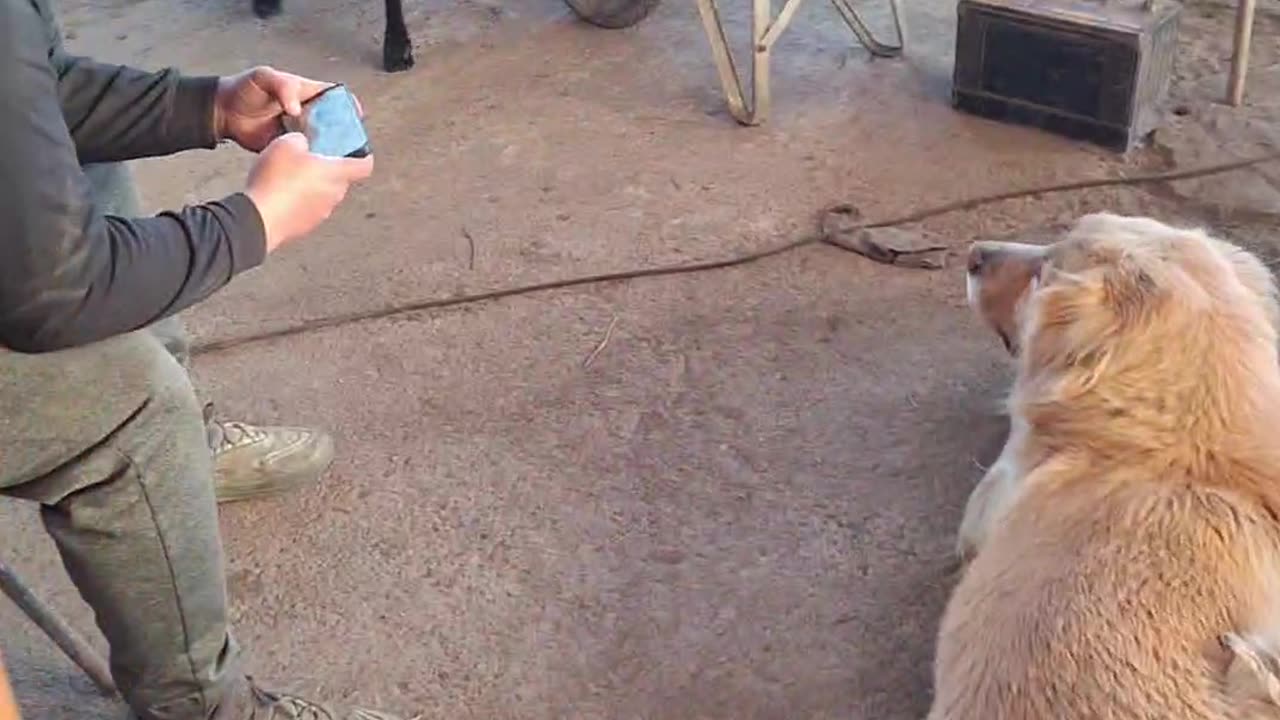 Sheep Caught With Her Head in the Feed Bag