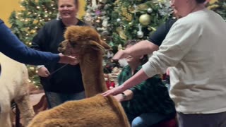 Ralphie’s Restaurant: A Year-Round Christmas Wonderland in Chickasha, OK! 🎄✨