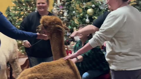 Ralphie’s Restaurant: A Year-Round Christmas Wonderland in Chickasha, OK! 🎄✨