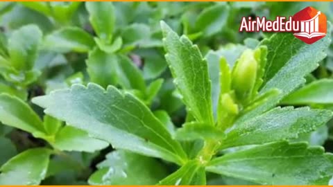 45 Beneficios de las Hojas de Stevia