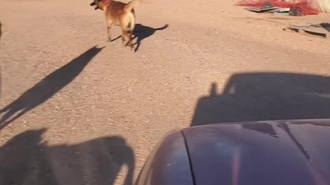 102725 Ranch Time Dog pack #dogs