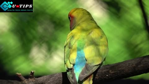 Beautiful Birds of paradise