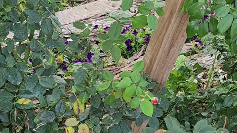 America Climbing Rose