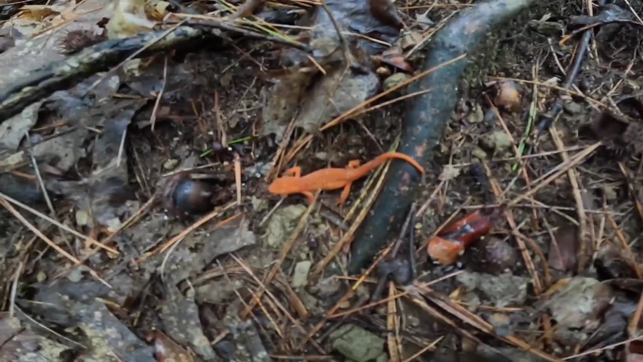 Eastern Newt