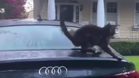 Funny cats and animals videos