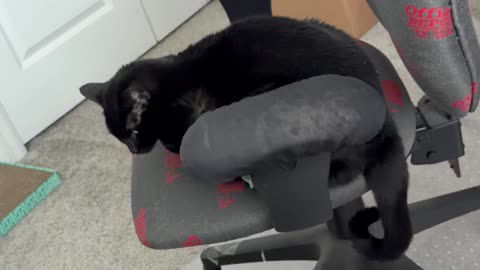 Cute Precious Piper Does a Tail Curl - My Adopted Shelter Cat Vlog