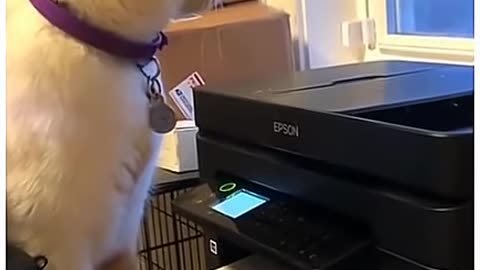 Funny dogs and cats video