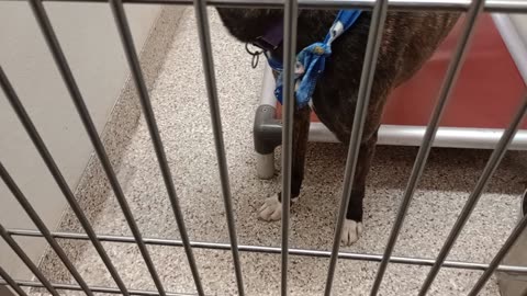 Jasper 3y A858720 kennel 178 PACC shelter I came back with high value goodies he enjoyed🩷20251207571