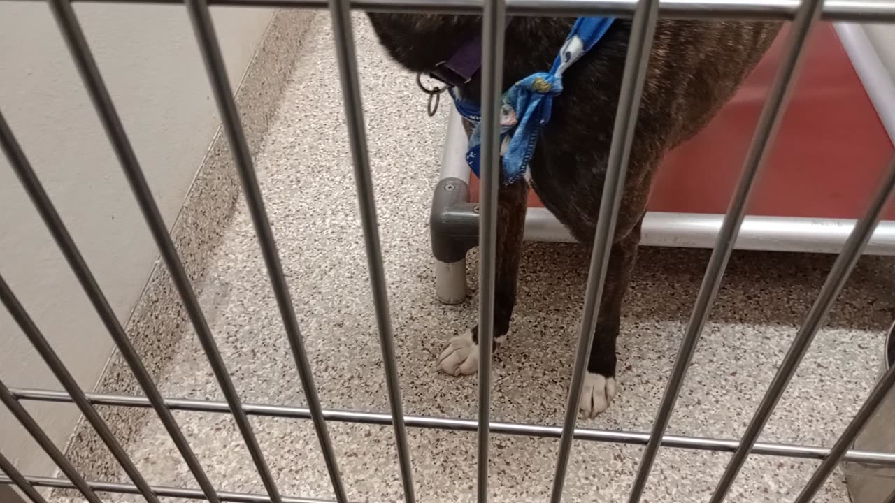 Jasper 3y A858720 kennel 178 PACC shelter I came back with high value goodies he enjoyed🩷20251207571