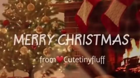 🎄🐶 “All I Want for Christmas…” — A Cute Animal’s Wish That’ll Melt Your Heart 🥹✨