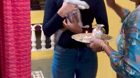 Kitten Receives a Divine Welcome