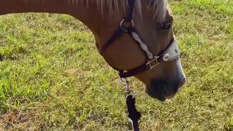 Take this as your sign to go ride your horse!