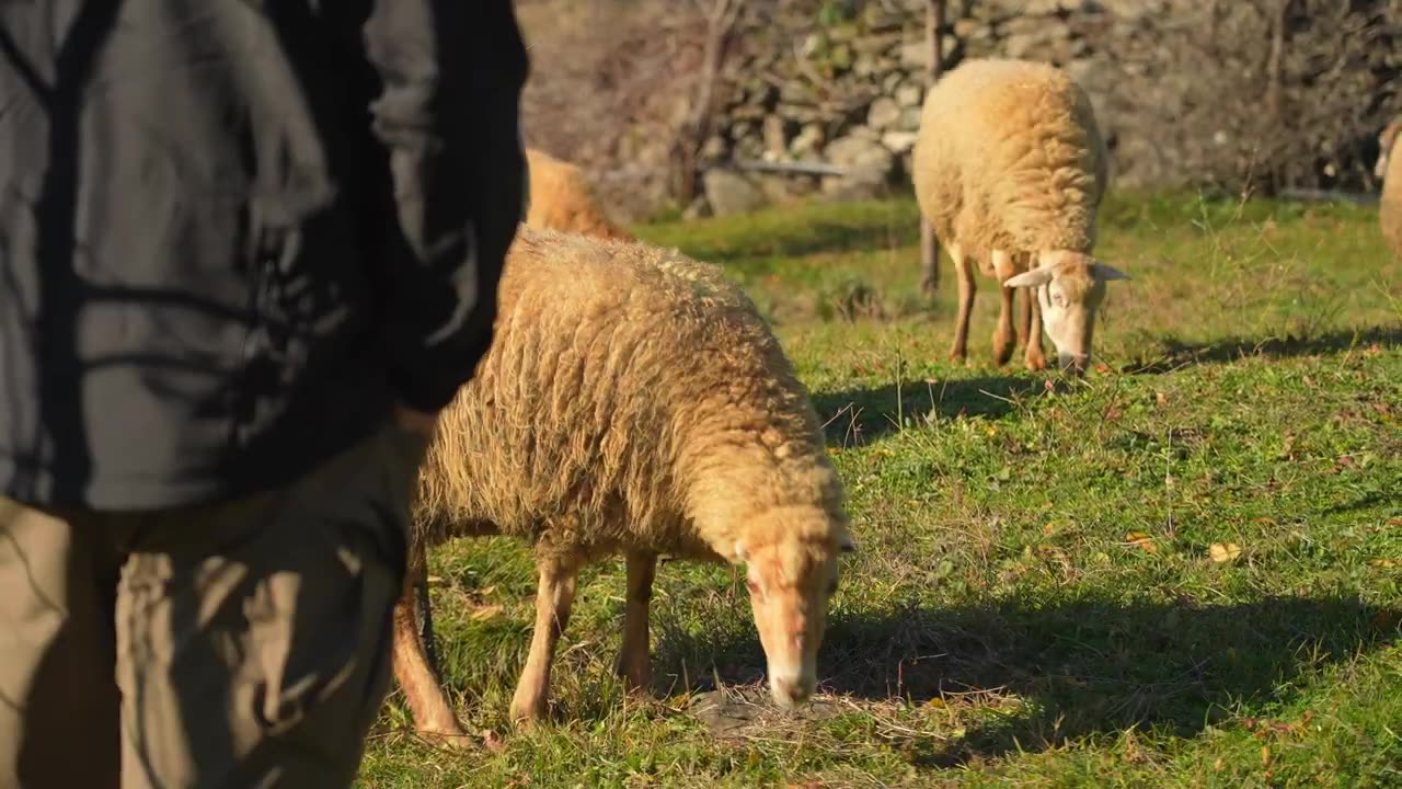 Best Wagyu Steak Covered with Hazelnut Cocoa
