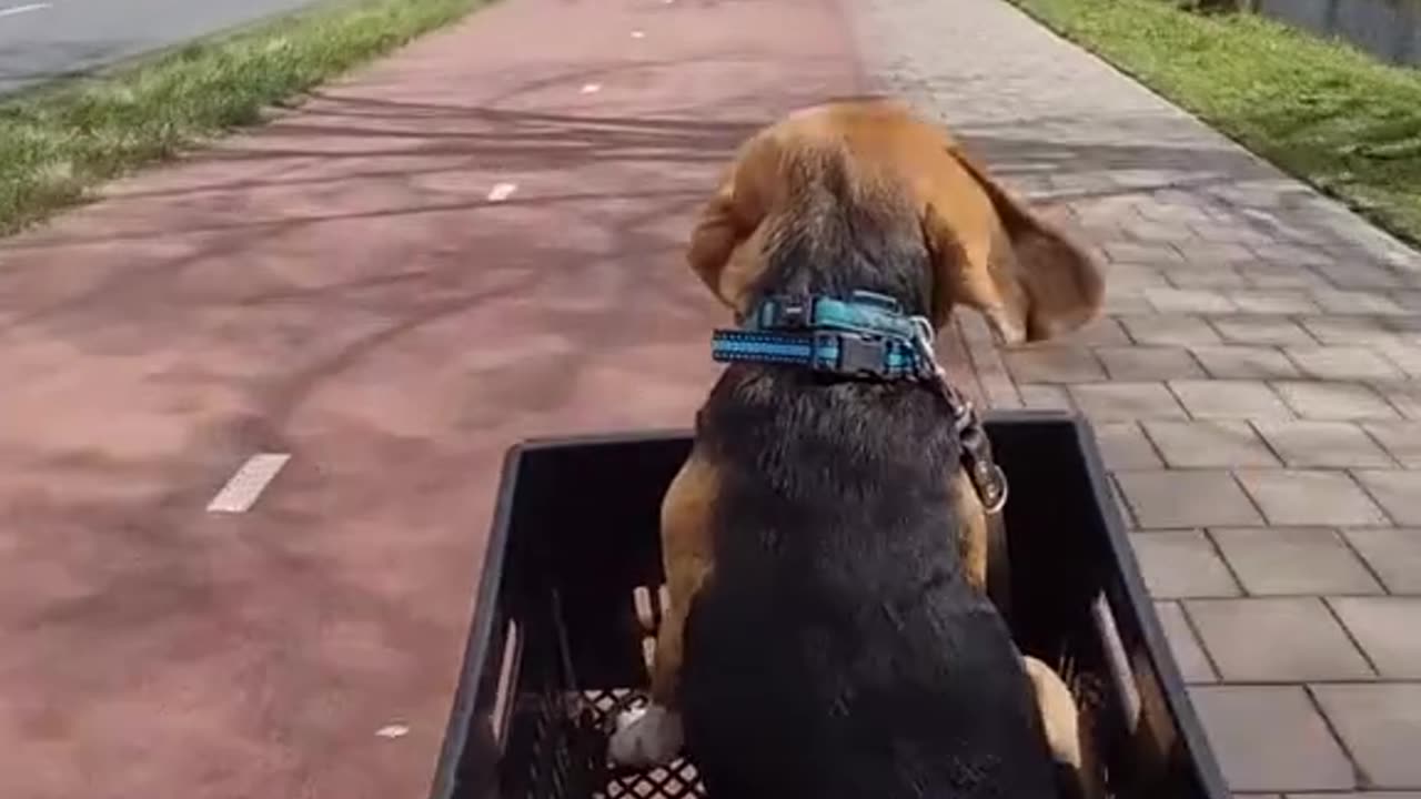 Puppy pilot 🥰😂❤️